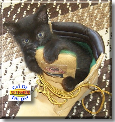 Skeemer, the Cat of the Day
