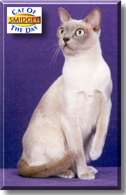 Smidget, the Cat of the Day