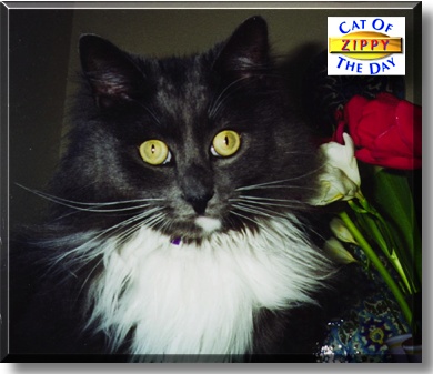 Zippy, the Cat of the Day