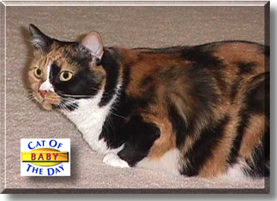 Baby, the Cat of the Day