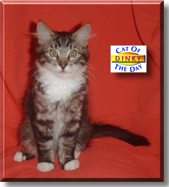 Dinky, the Cat of the Day