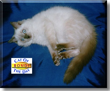 Bondi, the Cat of the Day