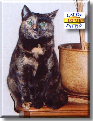 Lotje, the Cat of the Day