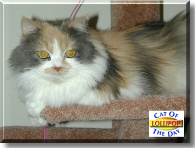 Lollipop, the Cat of the Day
