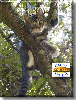 Squeeky, the Cat of the Day