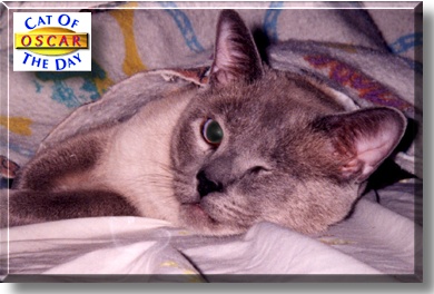 Oscar, the Cat of the Day