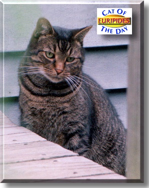 Euripides, the Cat of the Day