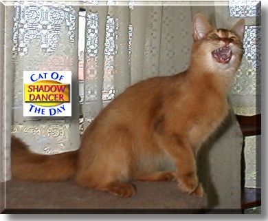 Shadow Dancer, the Cat of the Day