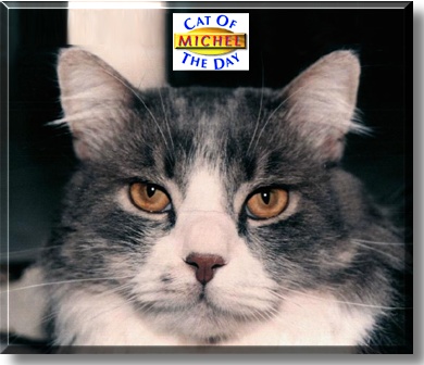 Michel, the Cat of the Day