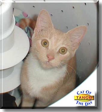 Tango, the Cat of the Day