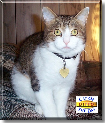 Ditto, the Cat of the Day