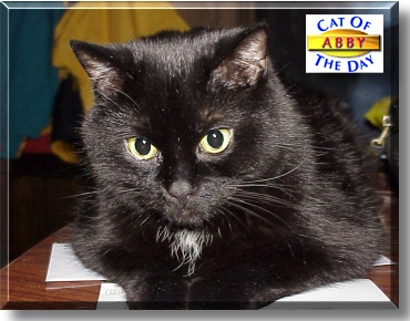 Abby, the Cat of the Day