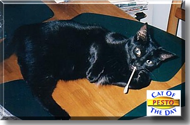 Pesto, the Cat of the Day