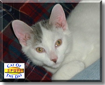 Spufi, the Cat of the Day