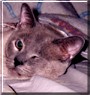 Oscar
