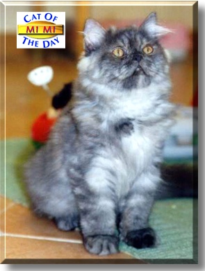 Mi Mi, the Cat of the Day