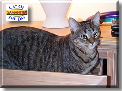 Samantha, the Cat of the Day