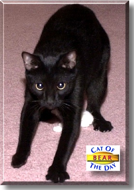 Bear, the Cat of the Day