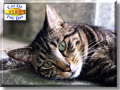 Vern, the Cat of the Day