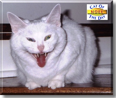 Noel, the Cat of the Day