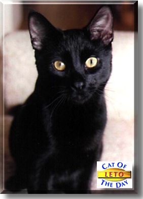 Leto, the Cat of the Day