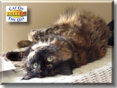 Sheeba, the Cat of the Day