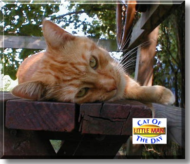 Little Man, the Cat of the Day