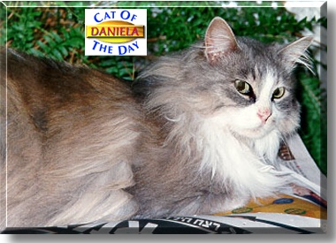 Daniela, the Cat of the Day