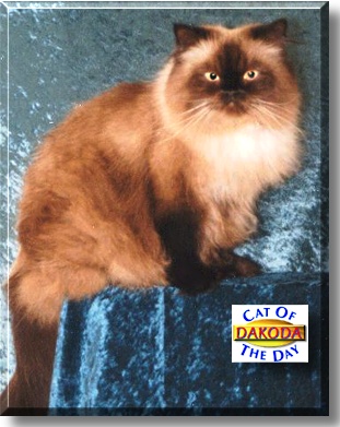 Dakoda, the Cat of the Day