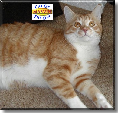 Marvin, the Cat of the Day