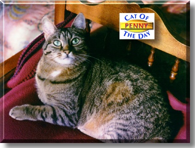 Penny, the Cat of the Day