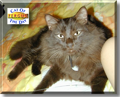 Fergus, the Cat of the Day