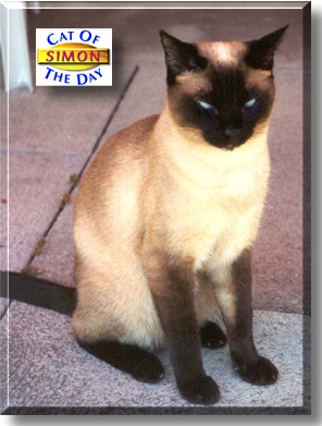 Simon, the Cat of the Day