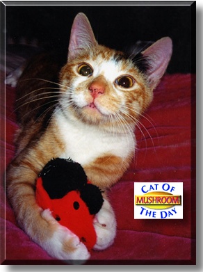 Mushroom, the Cat of the Day