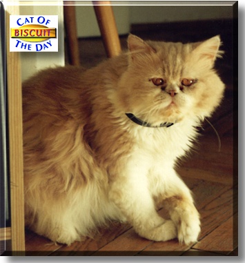 Biscuit, the Cat of the Day