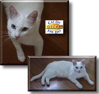 Oscar, the Cat of the Day
