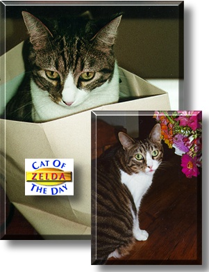 Zelda, the Cat of the Day