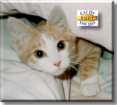 Rudy, the Cat of the Day