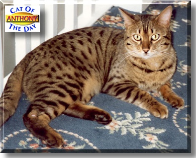 Anthony, the Cat of the Day