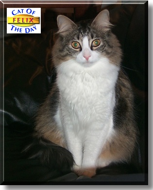 Felix, the Cat of the Day