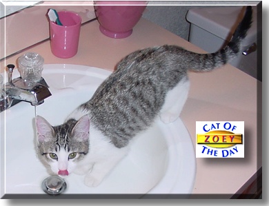 Zoey, the Cat of the Day