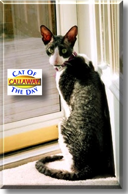 Callaway, the Cat of the Day