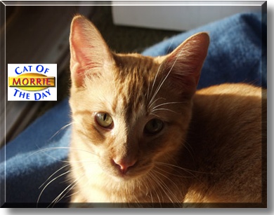 Morrie, the Cat of the Day
