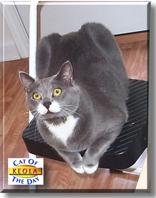 Keola, the Cat of the Day