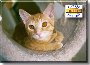 Tribble, the Cat of the Day