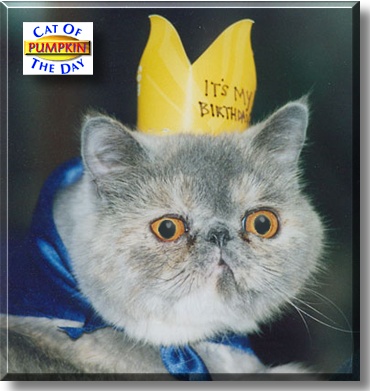 Pumpkin, the Cat of the Day