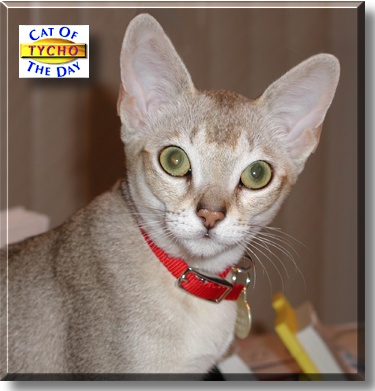 Tycho, the Cat of the Day