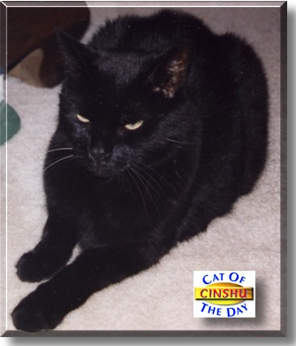 CinShu, the Cat of the Day