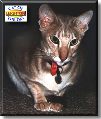Leighton, the Cat of the Day