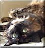 Sheeba